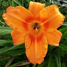 Orange Dazzler