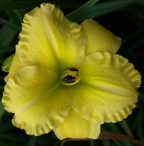 Earlybird Yellow Medallion