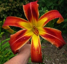 Heavenly Starfire