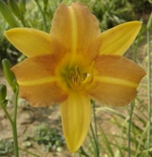 Boutonniere