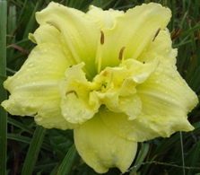 Cabbage Flower