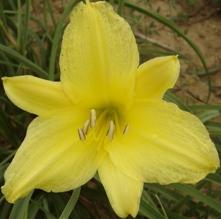 H. Citrina