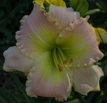 Apple Blossom Spring