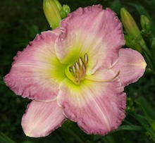 Earlybird Apple Blossom