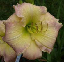 EARLYBIRD BLUSHING EMERALD