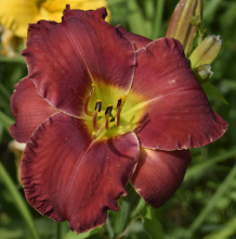 EARLYBIRD RED AWAKENING