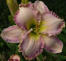 Jolly Lavender Giant