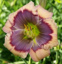 VIOLET METAL REFLECTOR