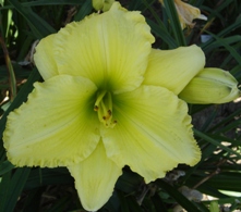 Yellow Umbrellas